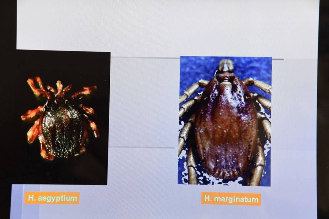 Bu illerde yaşayanlar dikkat: İnsanların gölgesini ve kokusunu algılıyor! Ölümcül olabilir 13